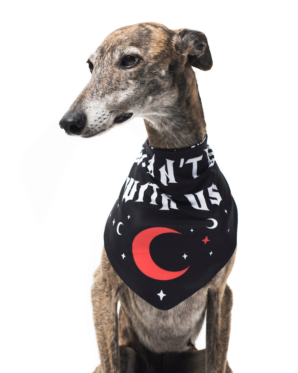 Hond of Kat Bandana: Graven met Ons Verboden! Stijlvolle Accessoire voor Avontuurlijke Huisdieren.